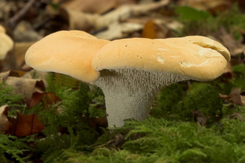 Hedgehog_fungi2.jpg