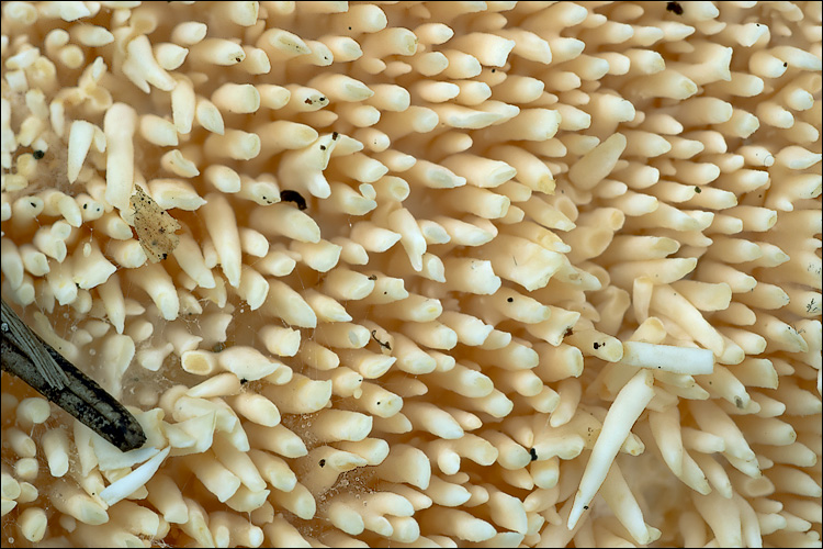 Hydnum_repandum_78164.jpg