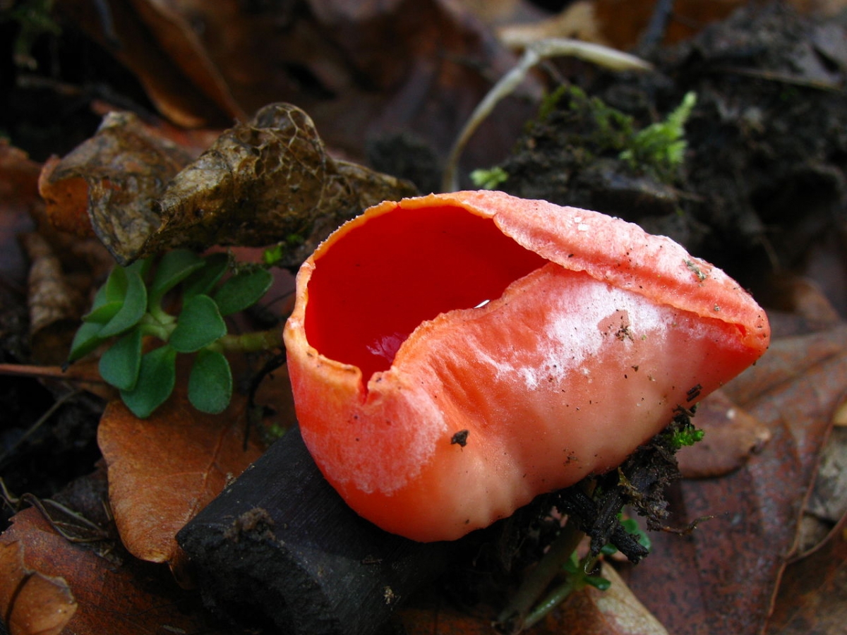 1280px-Sarcoscypha_dudleyi_74724.jpg