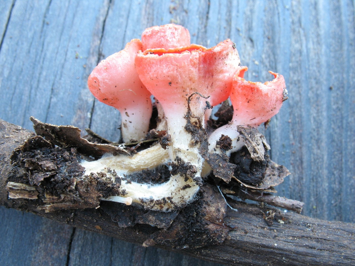 1280px-Sarcoscypha_coccinea_stalks.jpg