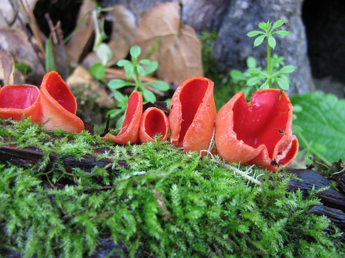 1280px-Sarcoscypha_coccinea_74716.jpg