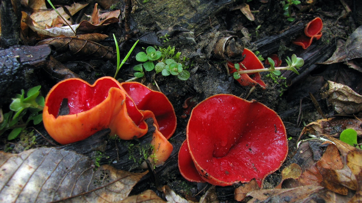 Sarcoscypha_austriaca_81949.jpg