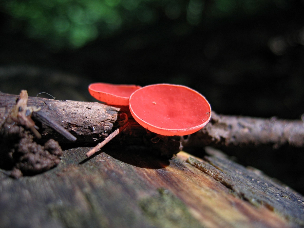 1280px-Sarcoscypha_occidentalis_45258.jpg