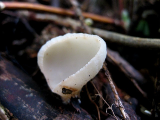 Sarcoscypha_vassiljevaeL.jpg