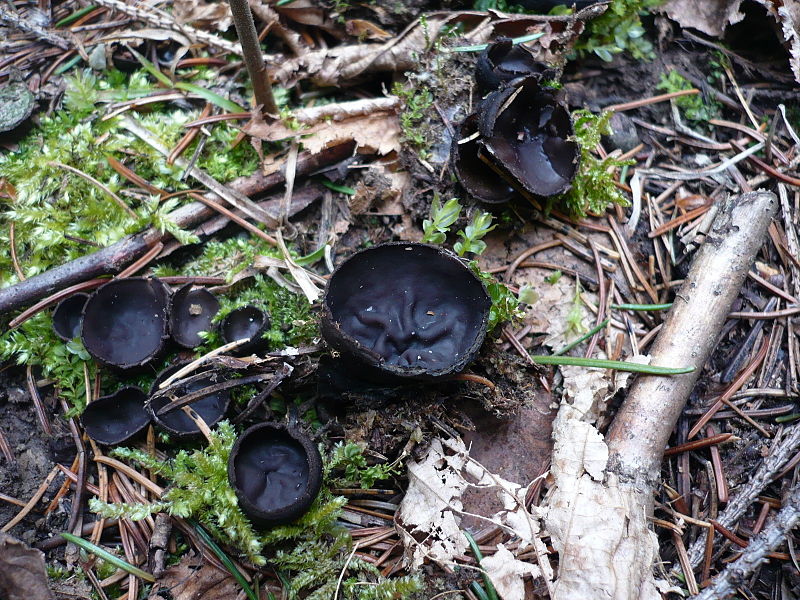 800px-Pseudoplectania_nigrella_60116.jpg