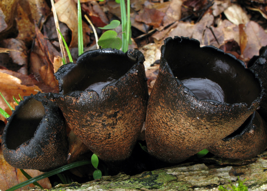 Urnula_craterium_closeup.jpg