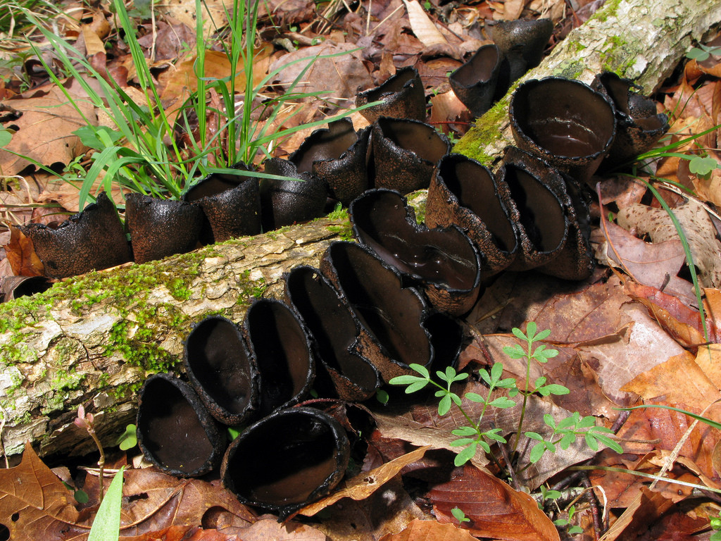 Urnula_craterium_mature.jpg