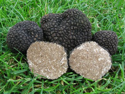 Tuber-aestivum-(6)a.jpg