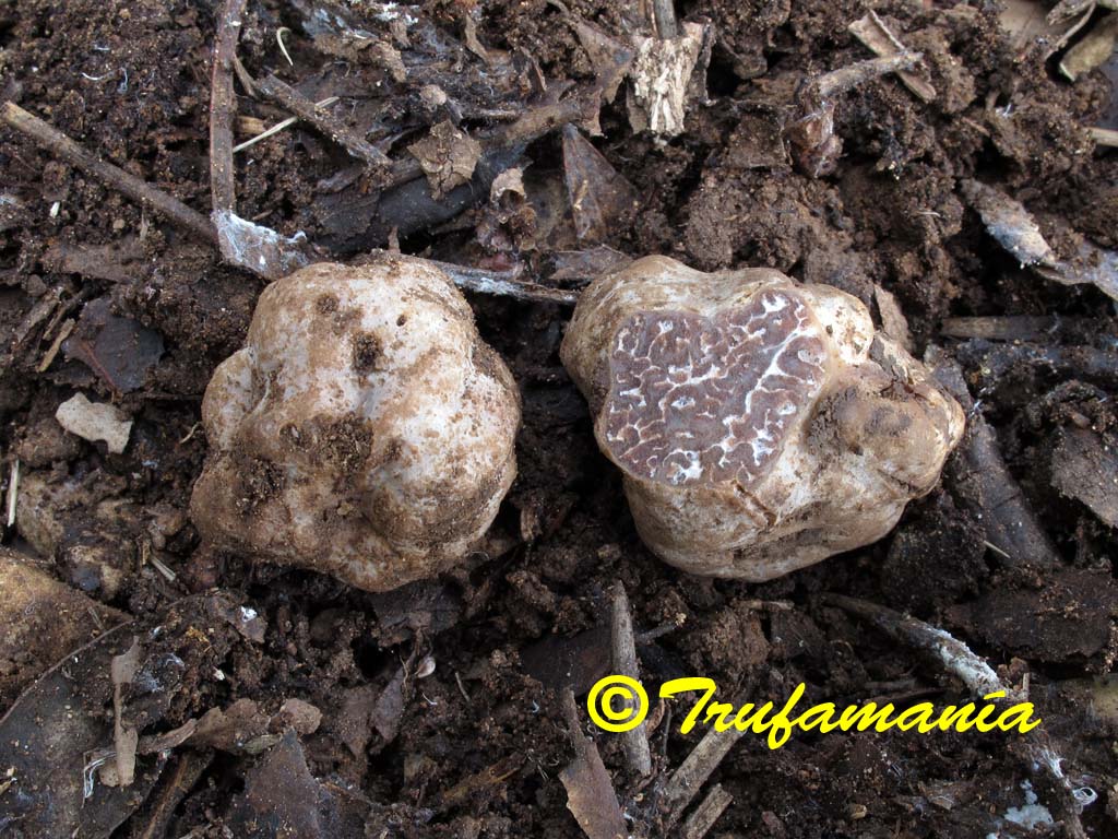 Tuber borchii02.jpg