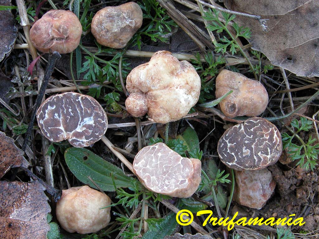 Tuber borchii.jpg