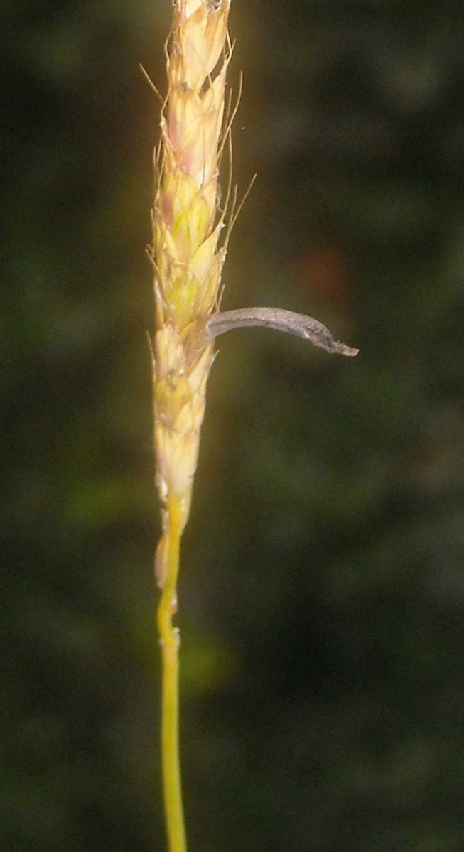800px-Alopecurus_claviceps_2.JPG