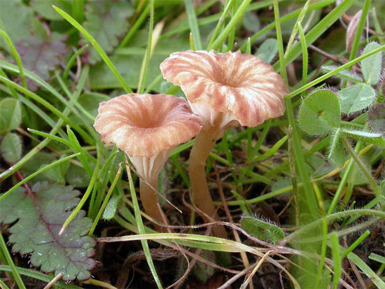 779787Omphalina_pyxidata(bk-01).jpg