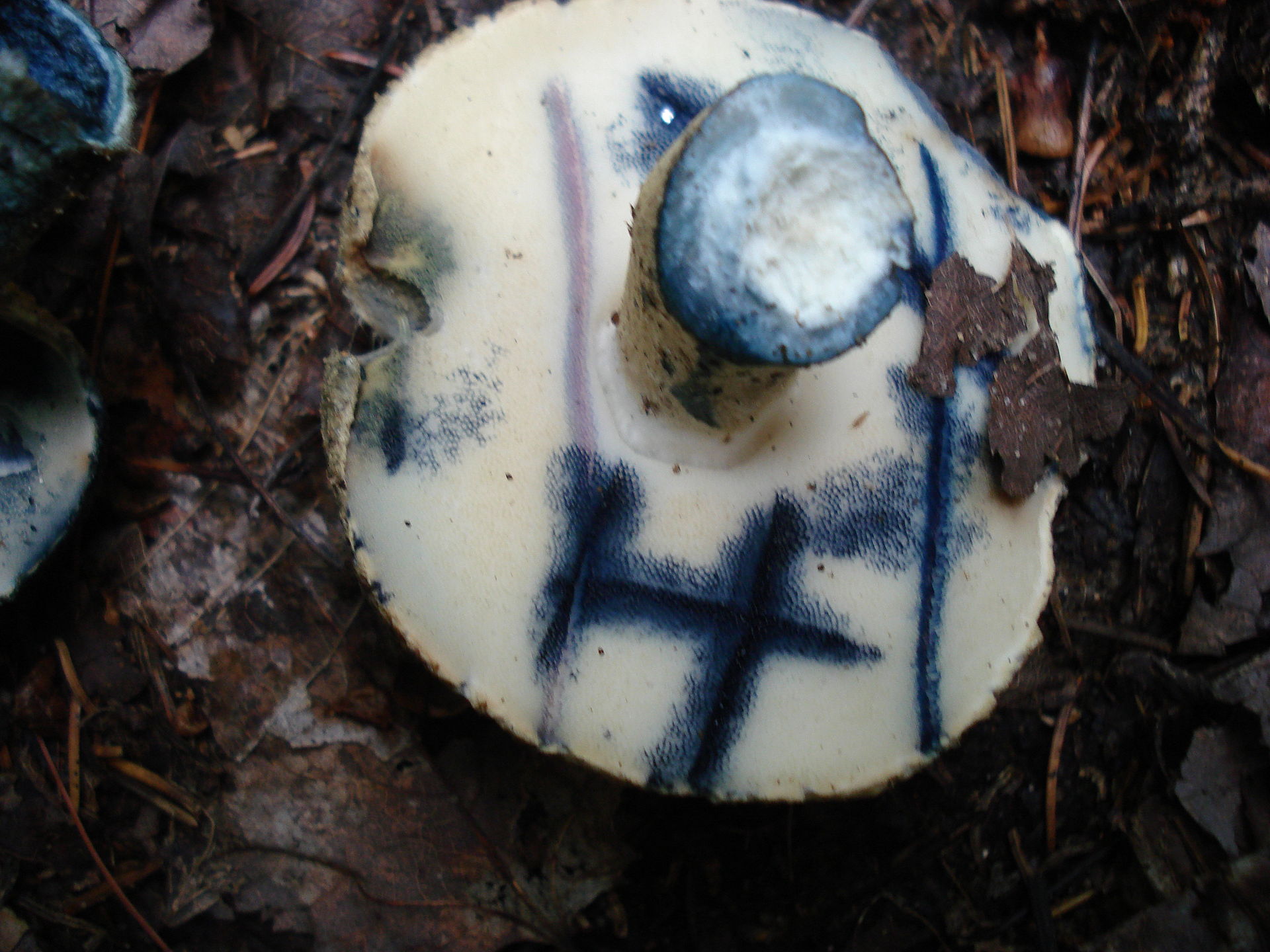 Gyroporus_cyanescens_37226.jpg