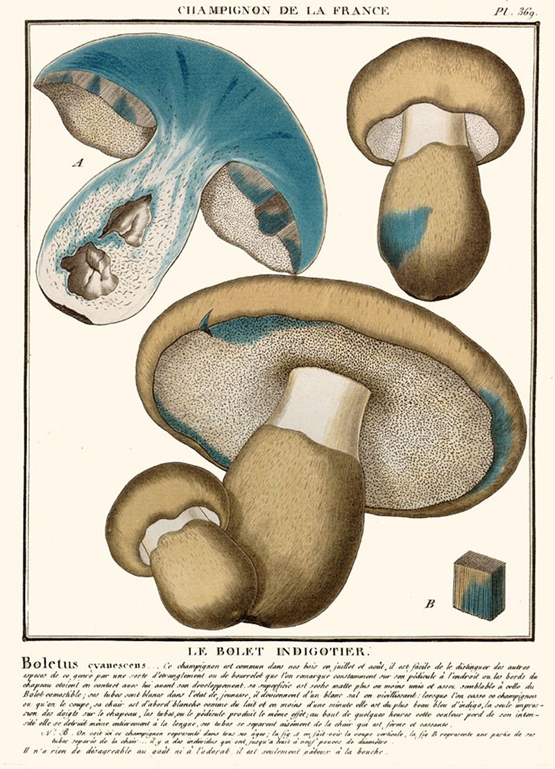 800px-Gyroporus_cyanescens_bull.jpg