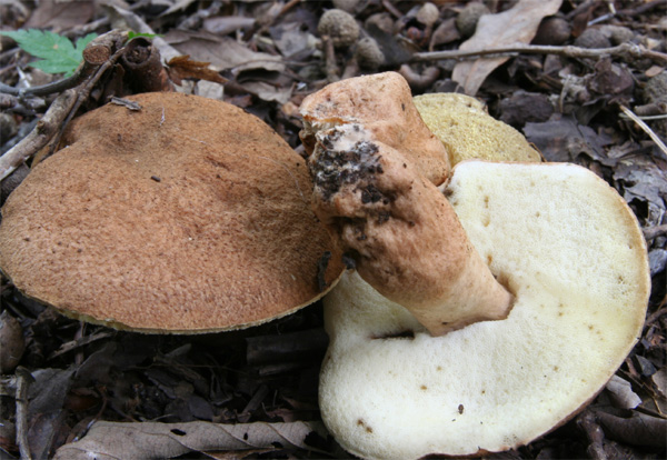 kuriiroiguchimodokic1.jpg