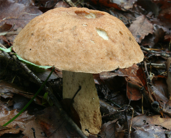 kuriiroiguchimodokia3.jpg
