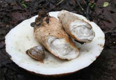kuriiroiguchimodokia2.jpg