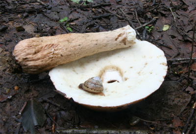 kuriiroiguchimodokia1.jpg
