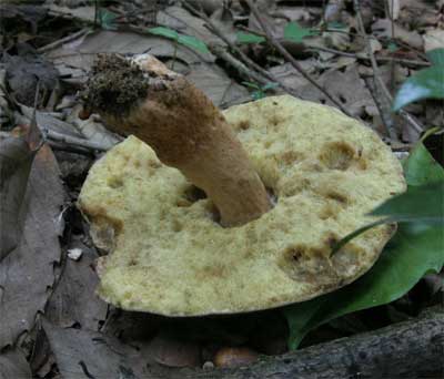 kuriiroiguchimodoki09a.jpg