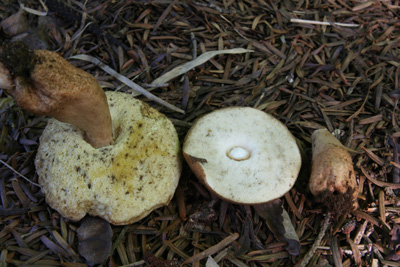 kuriiroiguchimodokib3.jpg