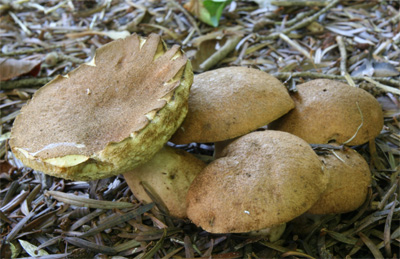 kuriiroiguchimodokib1.jpg