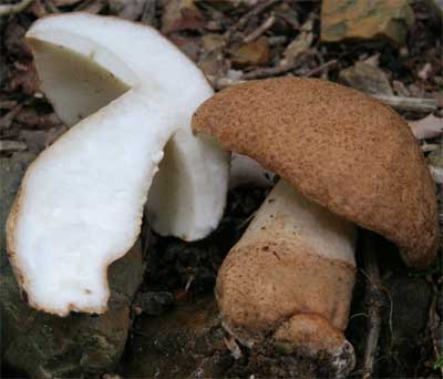 kuriiroiguchimodoki09b.jpg