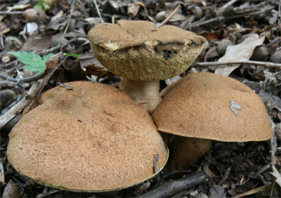kuriiroiguchimodokic3.jpg