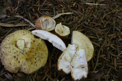 kuriiroiguchimodokib4.jpg