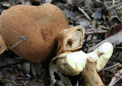 kuriiroiguchimodokic2.jpg