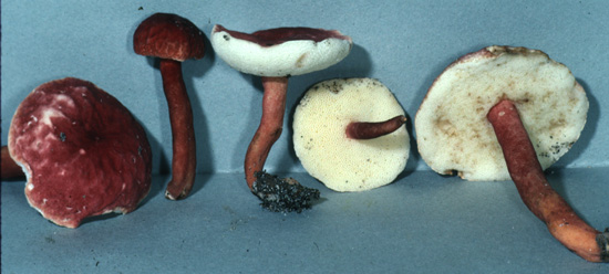 851gypur.jpg