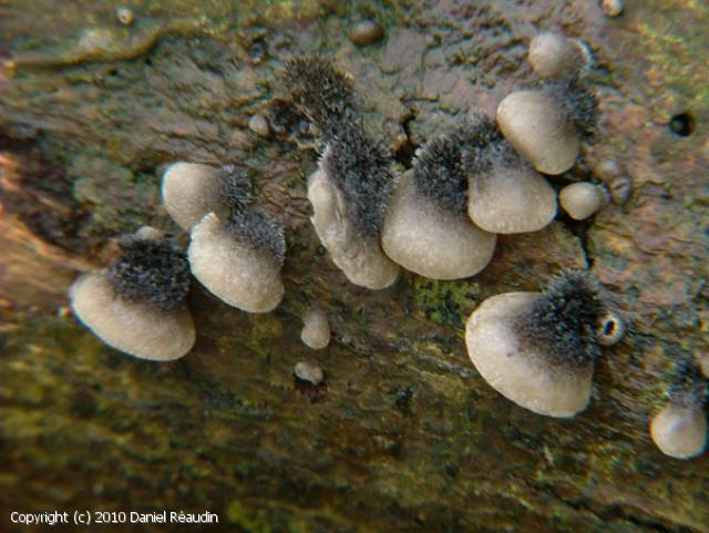 Resupinatus_trichotis_2010_dr_1.jpg