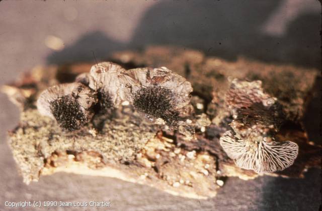 Resupinatus_trichotis_1990_jlc_1.jpg