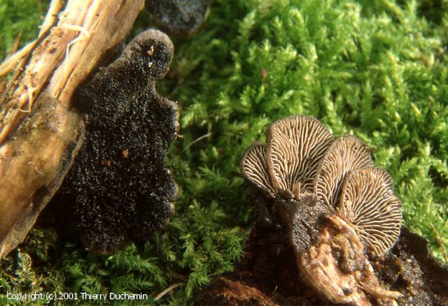 Resupinatus_trichotis_2001_td_3.jpg
