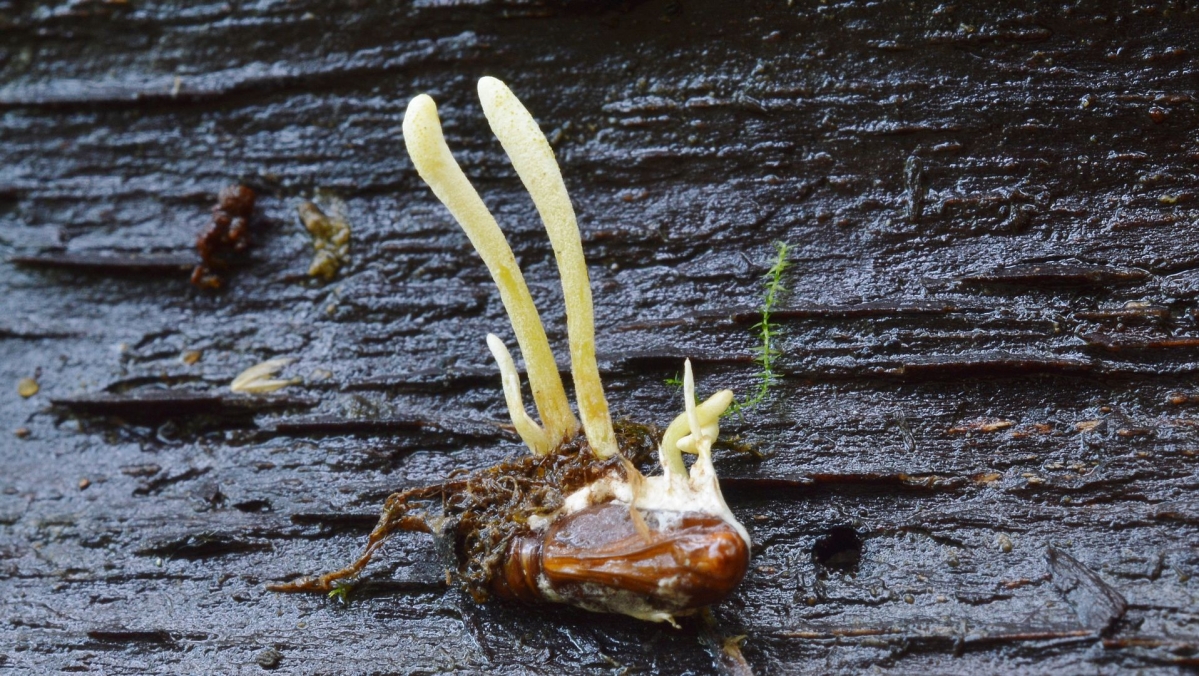 Cordyceps_bifusispora_2_BVN_2016.jpg