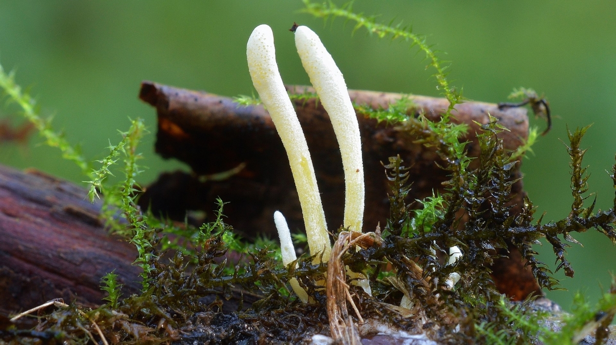 Cordyceps_bifusispora_1_BVN_2016.jpg