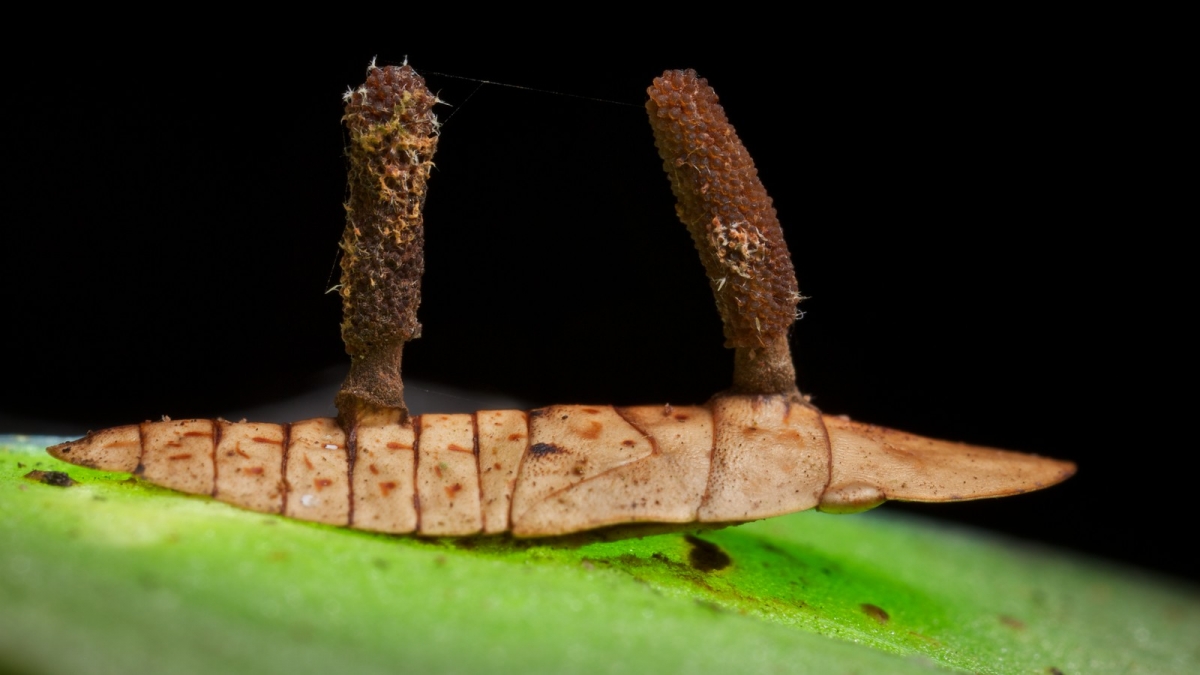Entomopathogenic fungus infecting ledrinae (1)-X3.jpg