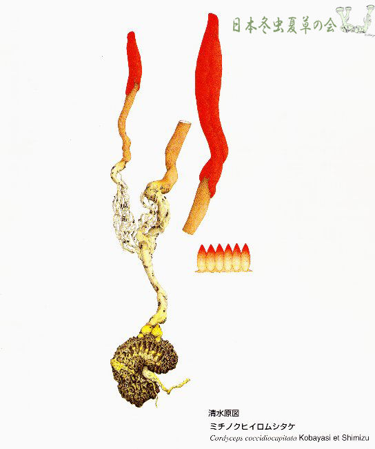 emichinokuhiiromusitake.jpg