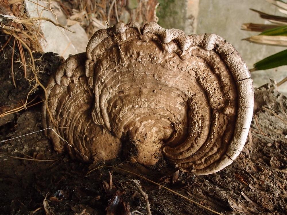 Ganoderma gibbosum有柄樹舌靈芝 (3).jpg