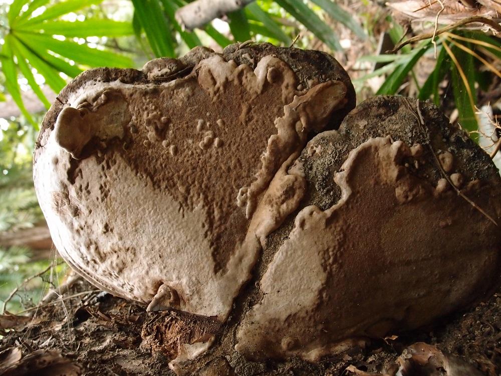 Ganoderma gibbosum有柄樹舌靈芝 (1)_0.jpg