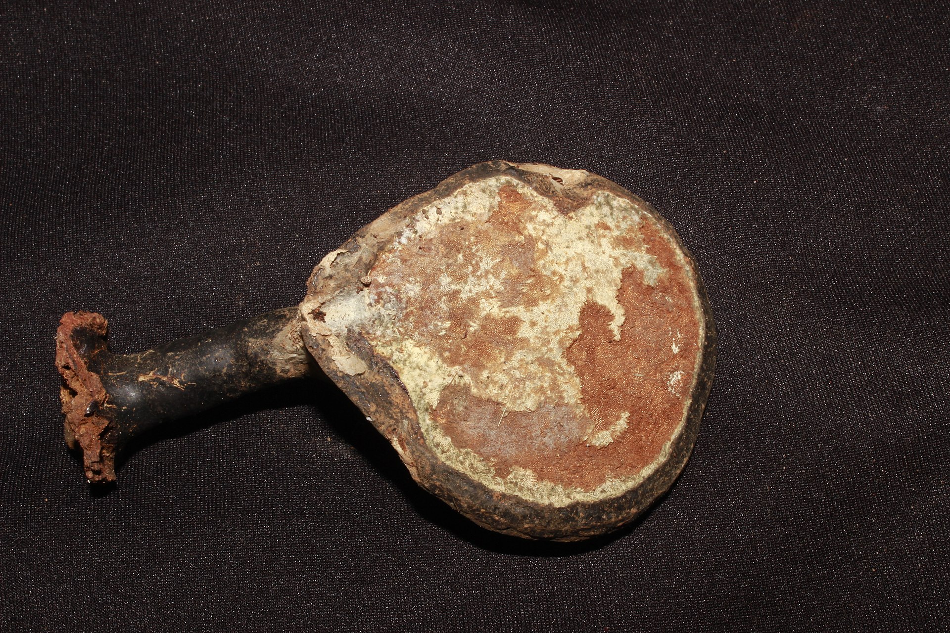 1920px-Ganoderma_orbiforme_(Fr.)_Ryvarden_616192.jpg