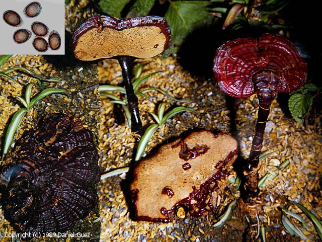 Ganoderma_neojaponicum_1989_dg_2.jpg