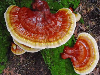 G tsugae lateral stem DW.jpg
