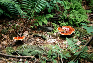 G tsugae terrestrialGE.jpg