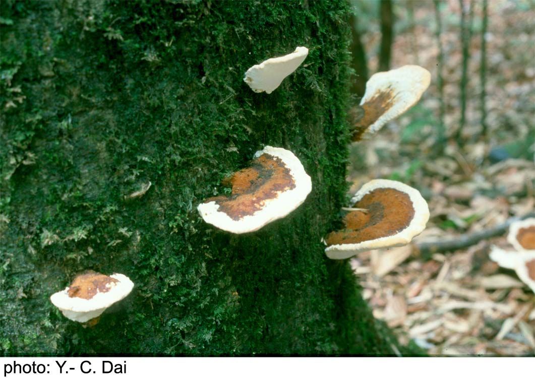 TempF6210_Ganoderma_tsunodae.jpg