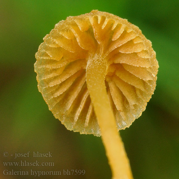 galerina_hypnorum_bh7599.jpg