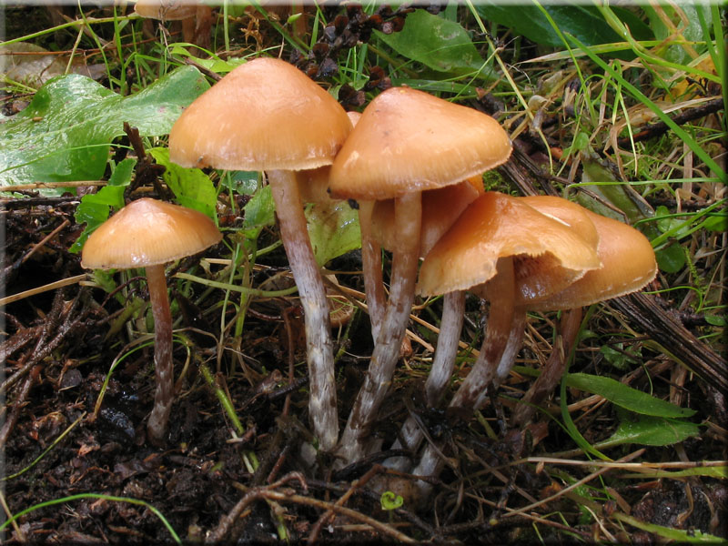 g_stylifera2.jpg