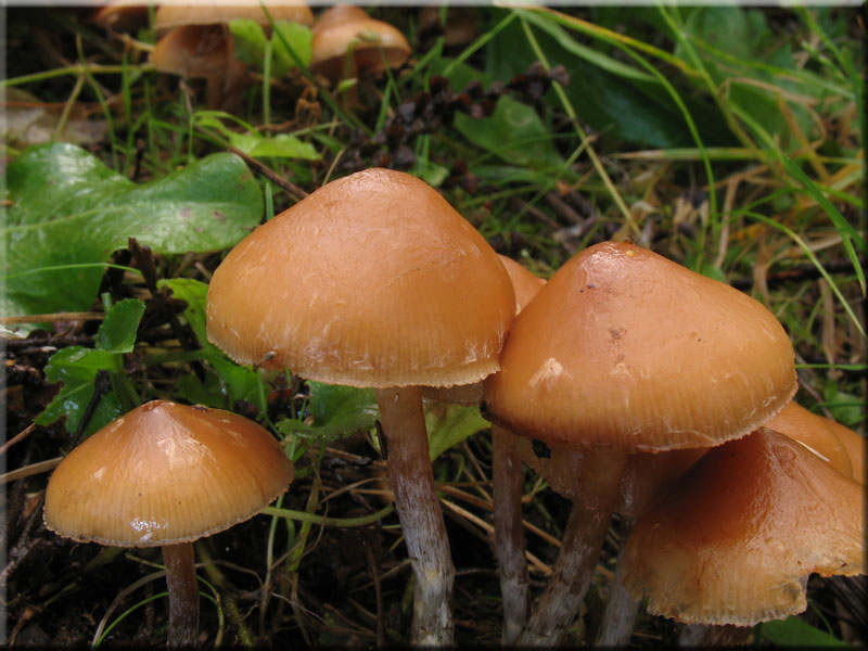 g_stylifera3.jpg