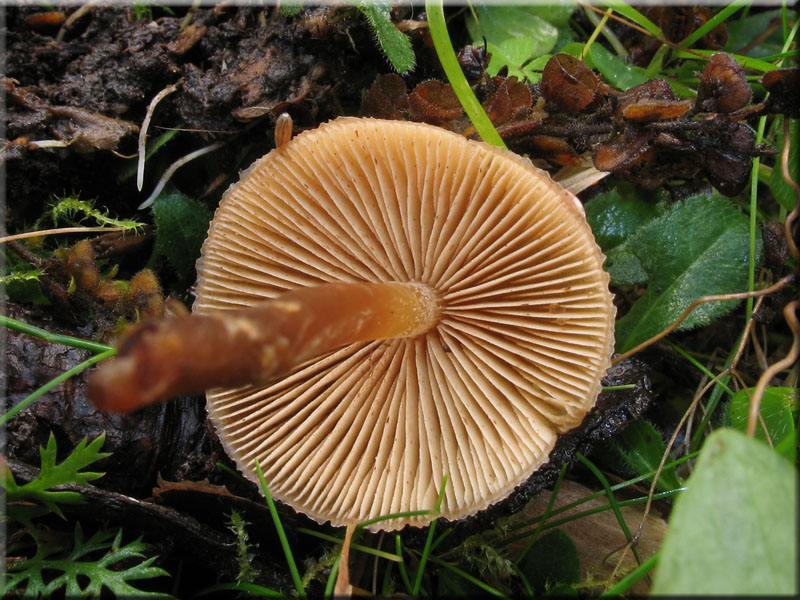 g_stylifera4.jpg