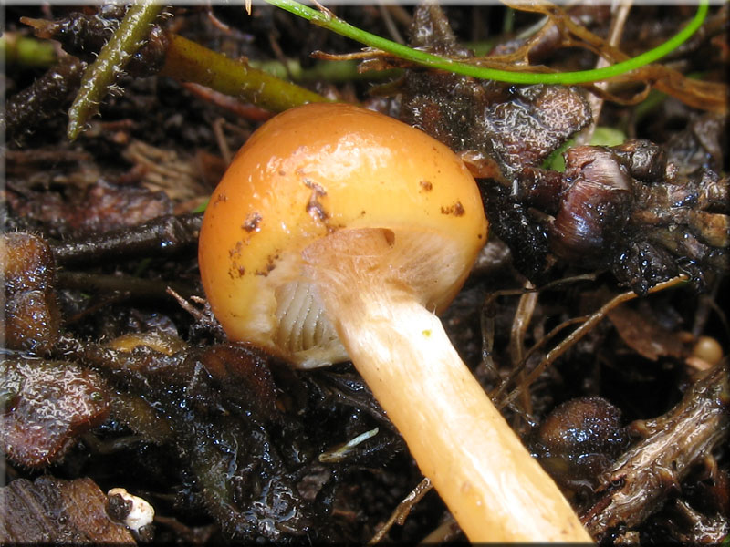 g_stylifera5.jpg