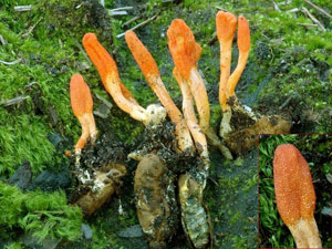 Cordyceps_militaris.jpg